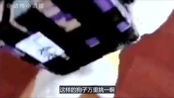 吐槽爆料寒哥的视频,揭秘娱乐圈幕后真相，笑料百出！